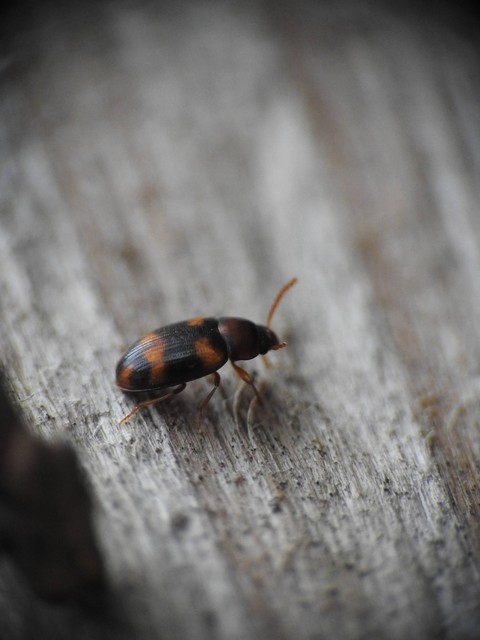 Alphitophagus bifasciatus - alomlakó gyászbogár