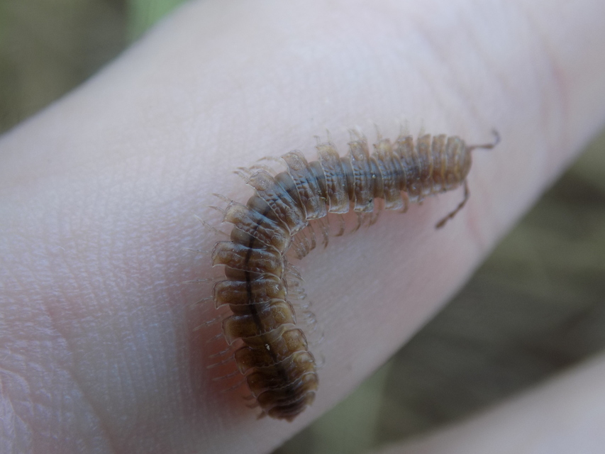 Polydesmus