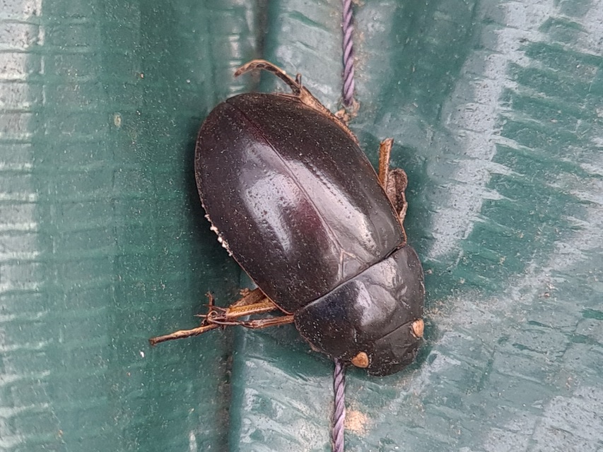 Hydrochara flavipes - sárgalábú csibor
