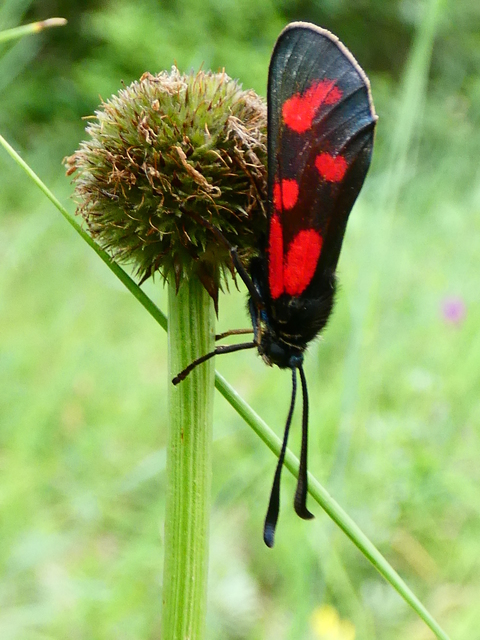 Zygaena loti - közönséges csüngőlepke