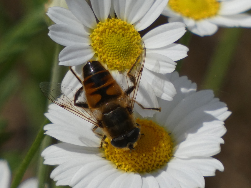 Eristalis tenax - közönséges herelégy