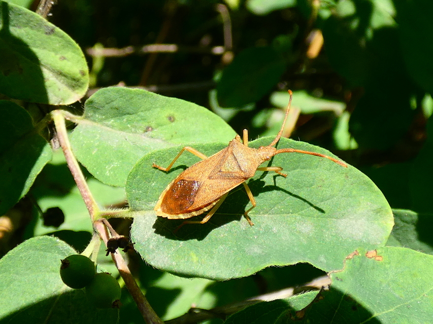 Gonocerus acuteangulatus - aranypetés karimáspoloska