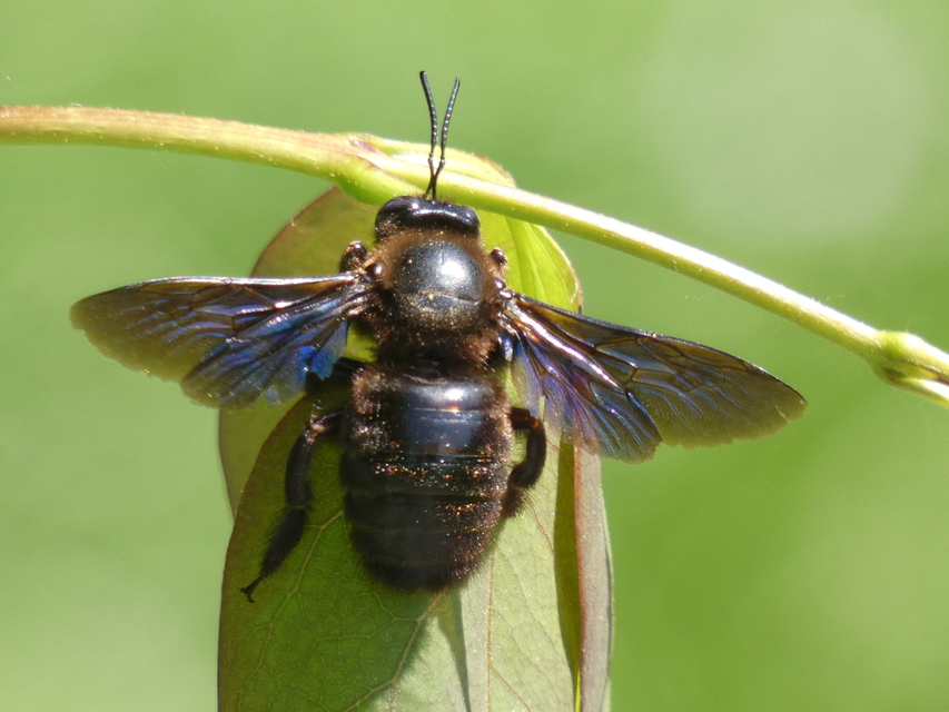 Xylocopa valga - gyakori fadongó