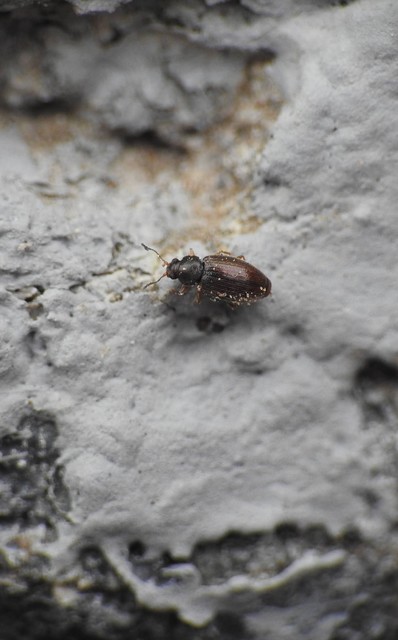 Latridiidae - pudvabogárfélék Latridiidae - pudvabogárfélék