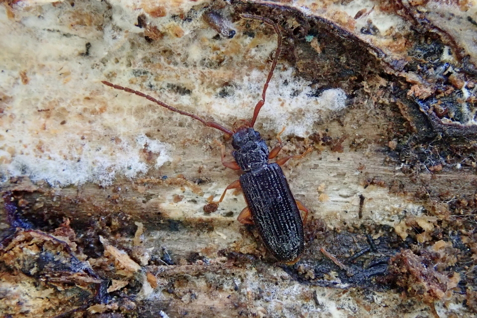 Uleiota planatus - hosszúcsápú fogasnyakú-lapbogár