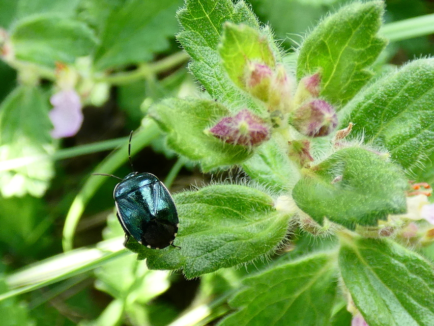 Canthophorus