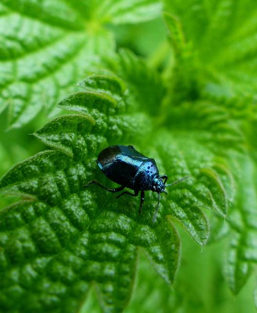 Zicrona caerulea - acélkék poloska Zicrona caerulea - acélkék poloska