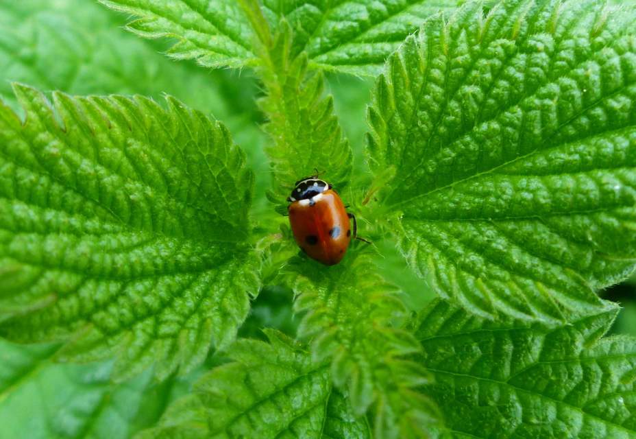 Hippodamia tredecimpunctata - mocsári katica