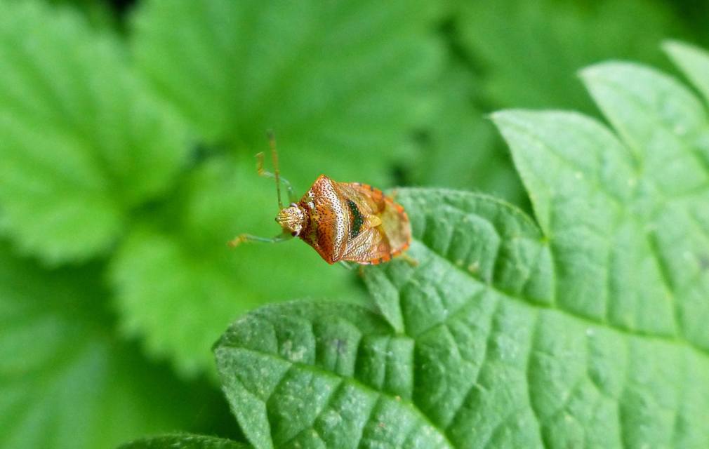 Elasmucha grisea - nyír-dajkapoloska Elasmucha grisea - nyír-dajkapoloska