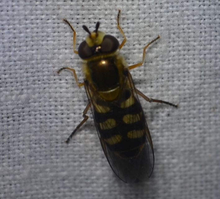 Eupeodes