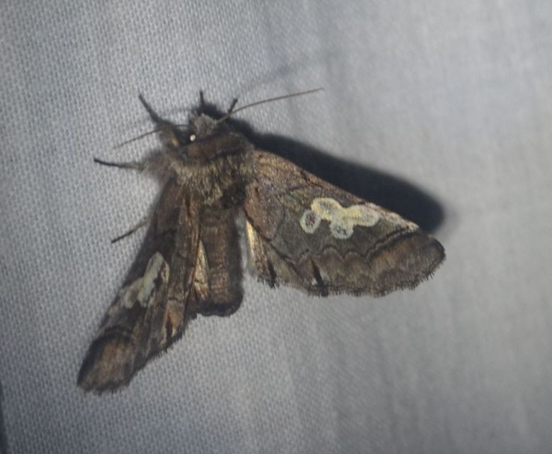 Diloba caeruleocephala - őszi kékesbagoly
