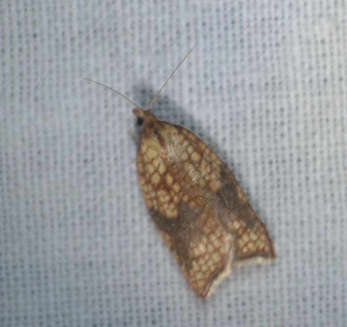 Acleris forsskaleana - juharos levélmoly