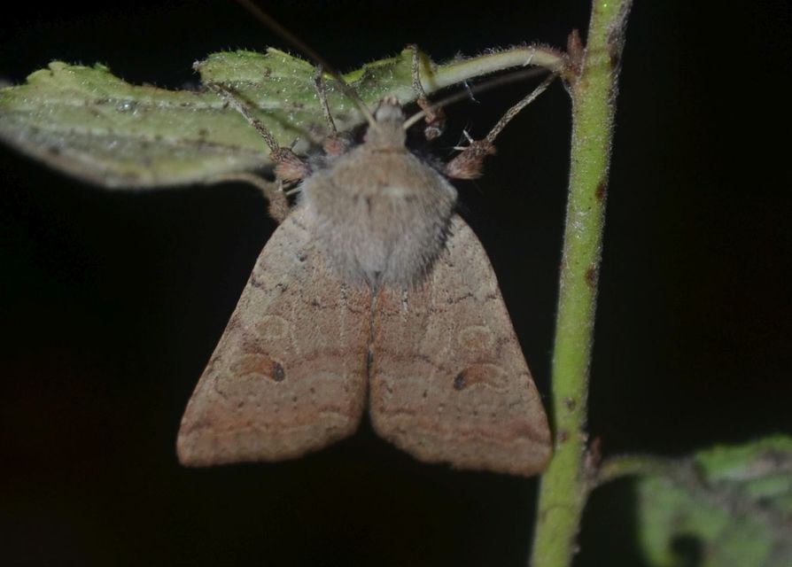 Propenistra laevis - könnyű őszibagoly