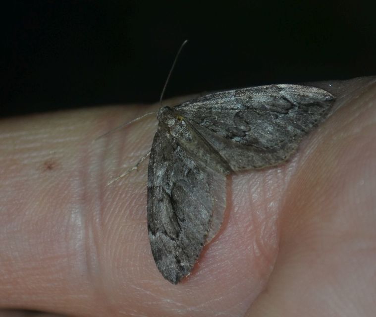 Thera juniperata - boróka-araszoló