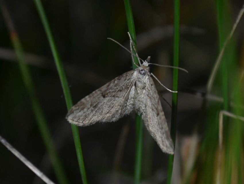 Eupithecia ericeata - feketefenyő-törpearaszoló