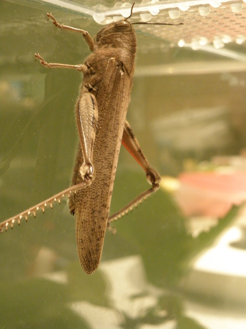Anacridium aegyptium - egyiptomi sáska