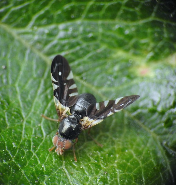 Aciura coryli