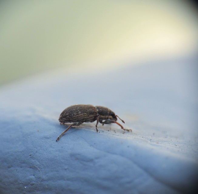 Sitona humeralis - lucerna-csipkézőbogár