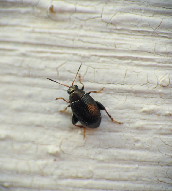 Chaetocnema Chaetocnema
