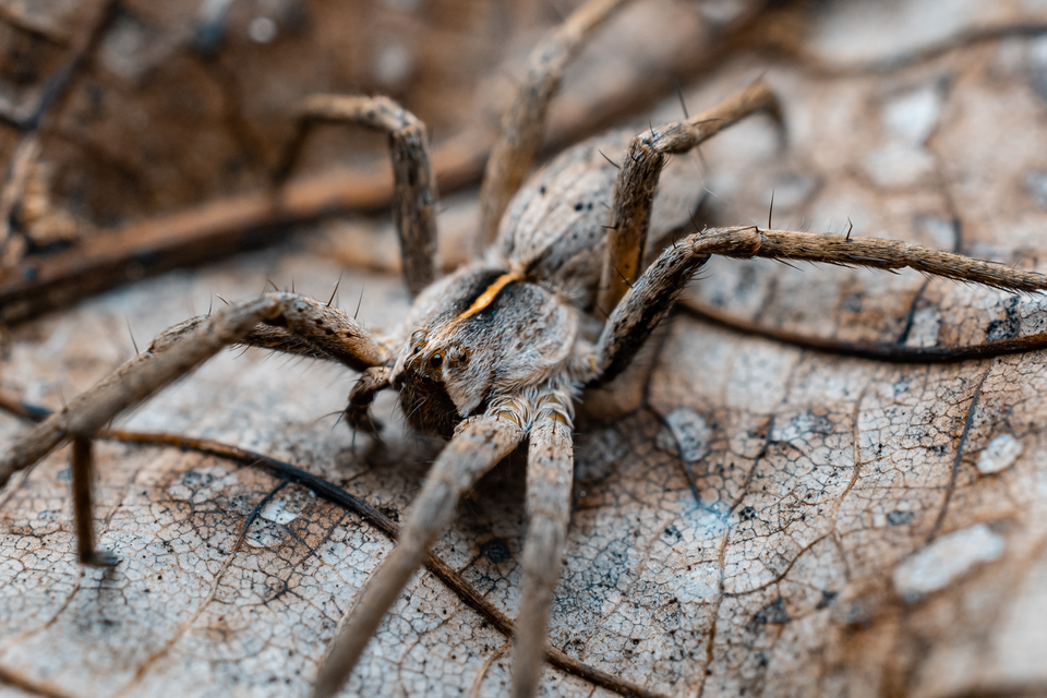 Pisaura mirabilis - csodáspók