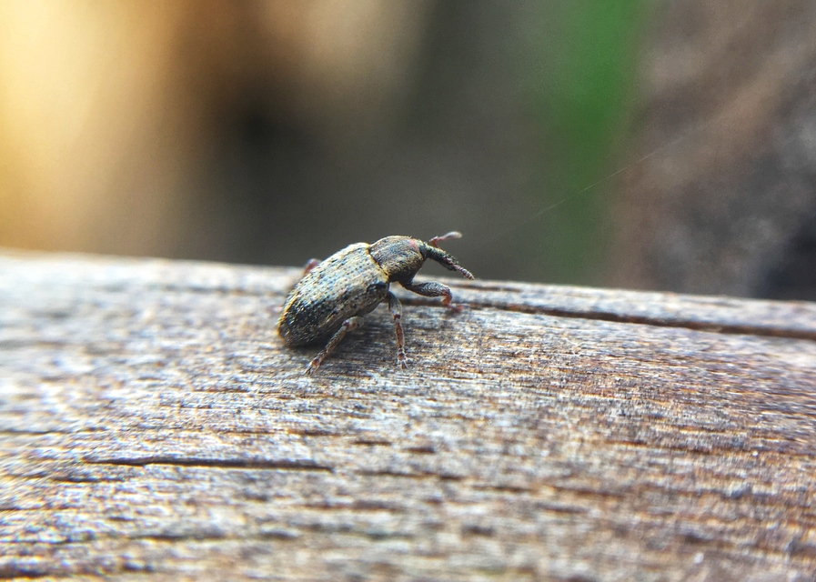 Hypera nigrirostris - pompás pikkelyesormányos