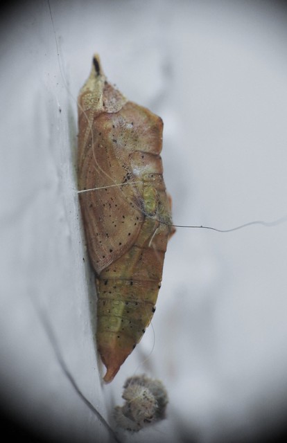 Pieris