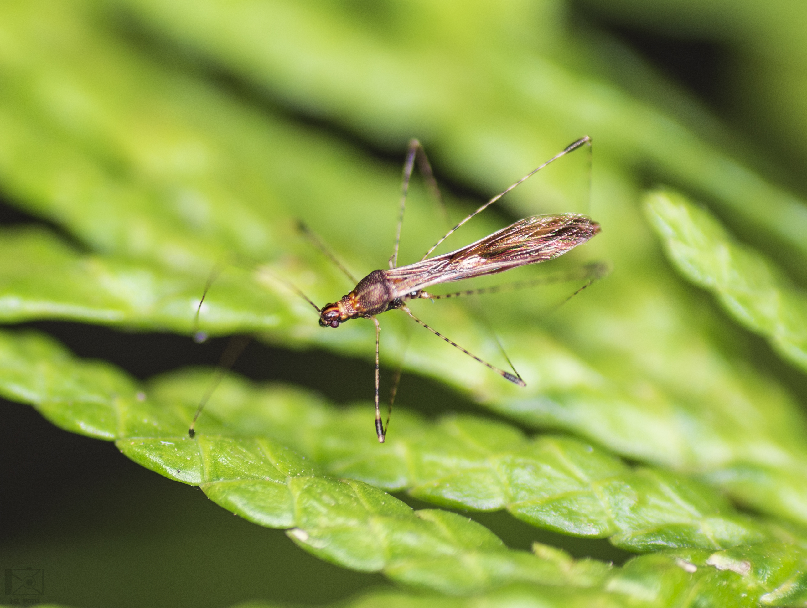 Metacanthus annulosus