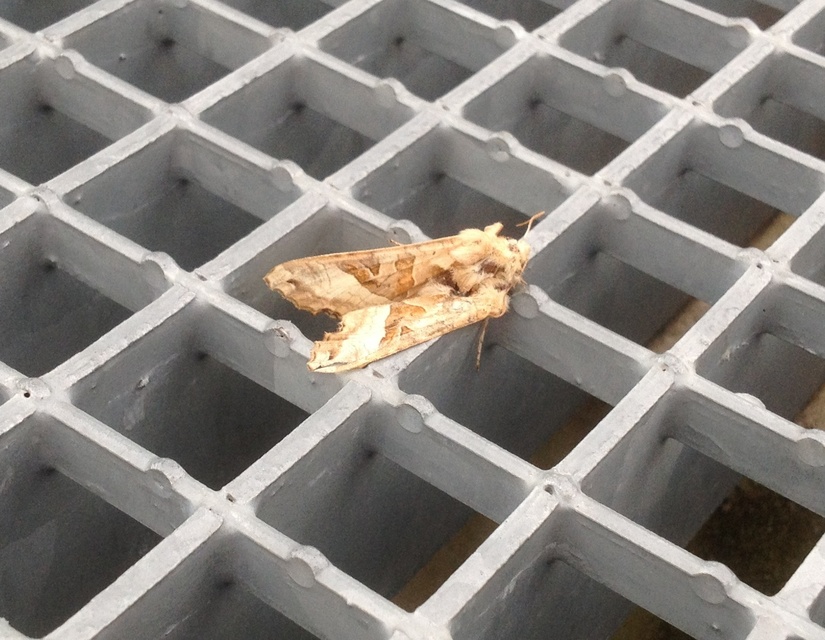 Phlogophora meticulosa - vándorló csipkésbagoly
