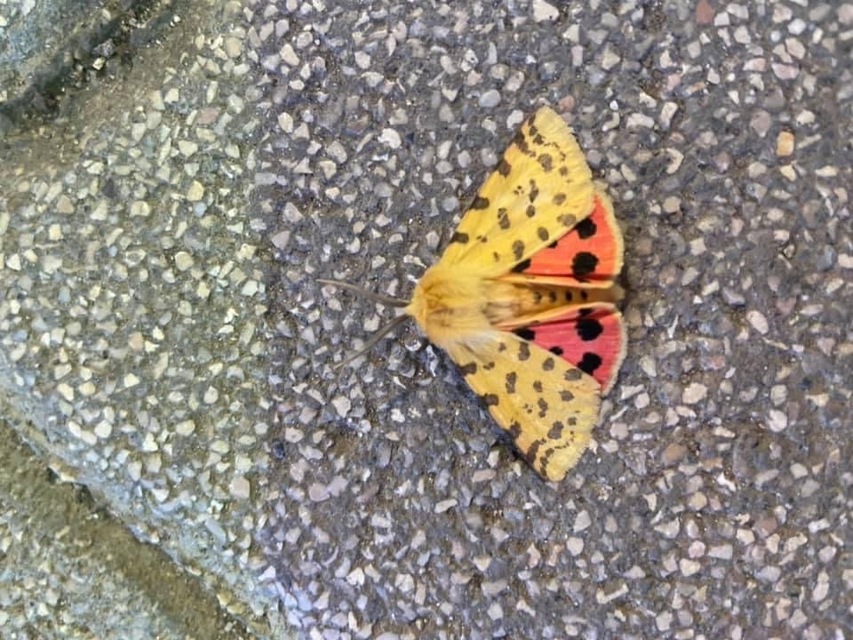 Rhyparia purpurata - bíborszínű medvelepke
