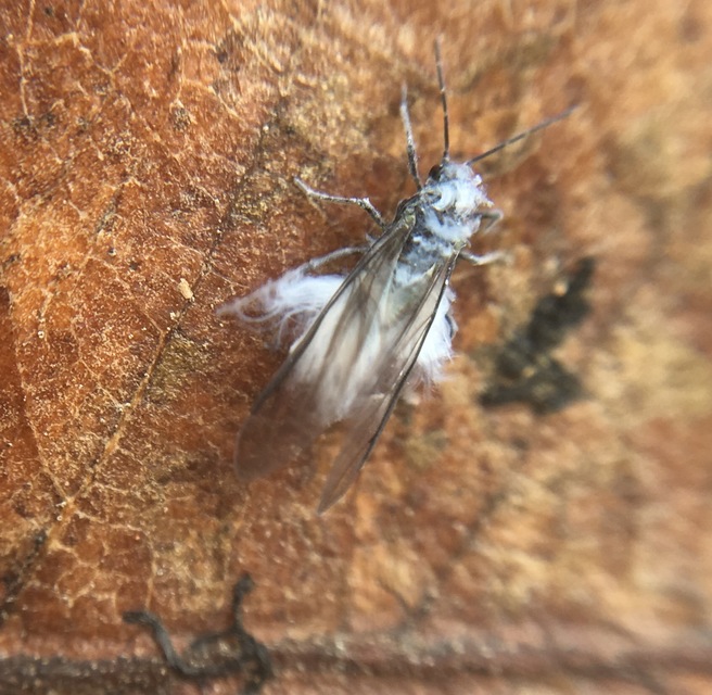 Eriosomatinae