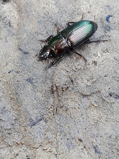 Harpalus distinguendus - mezei lomhafutó