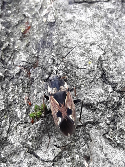 Rhyparochromus vulgaris - közönséges díszesbodobács
