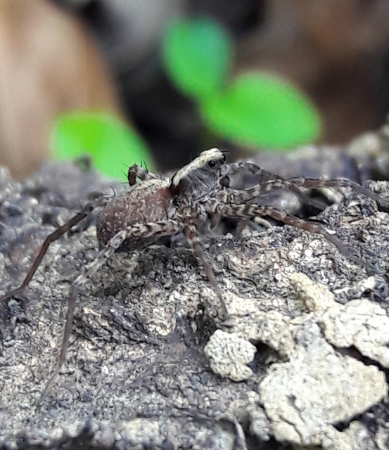 Pardosa alacris/lugubris