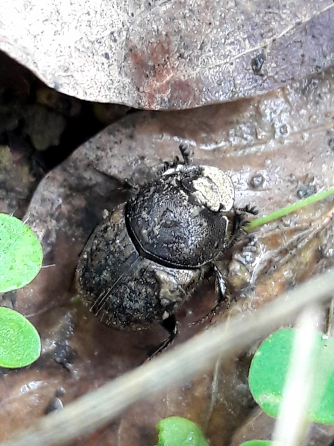 Onthophagus verticicornis - fekete trágyatúró