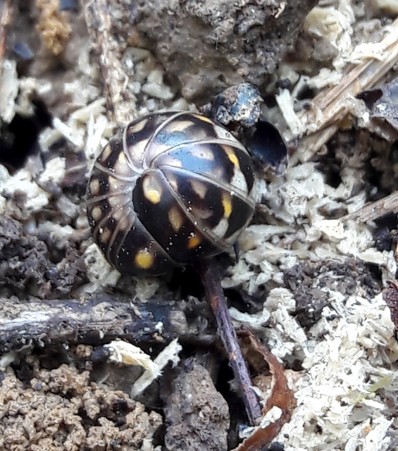 Glomeridae