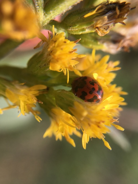 Subcoccinella vigintiquatuorpunctata - lucernaböde
