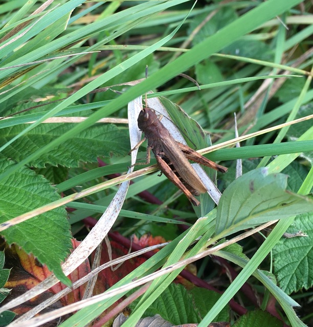 Gomphocerippus rufus - erdei bunkóscsápúsáska