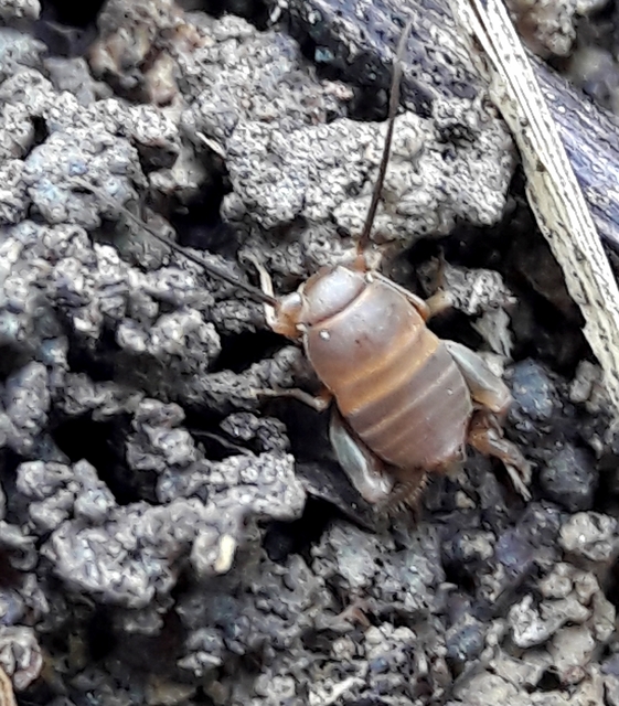 Myrmecophilus acervorum - közép-európai hangyásztücsök