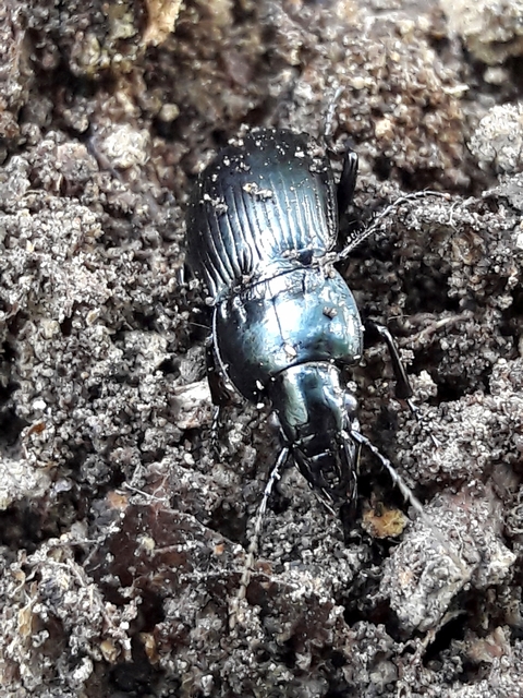 Pterostichus melas - fényes gyászfutó
