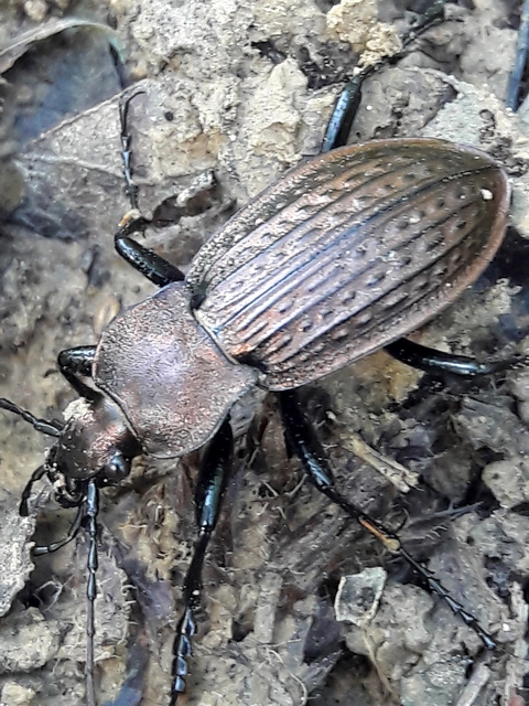 Carabus cancellatus - ragyás futrinka