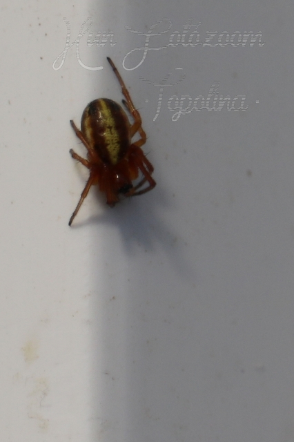 Hypsosinga sanguinea - vérszínű keresztespók