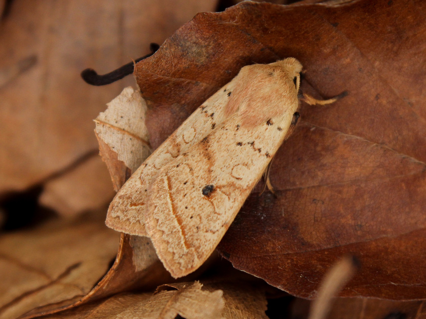 Leptologia macilenta - gyertyán-őszibagoly