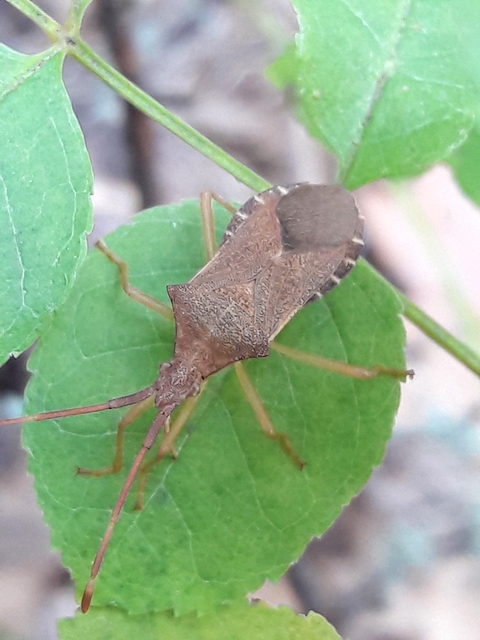 Gonocerus acuteangulatus - aranypetés karimáspoloska