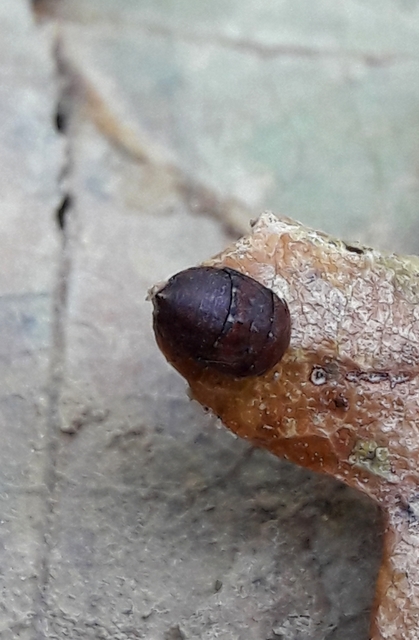 Penthimia nigra - fekete kabóca