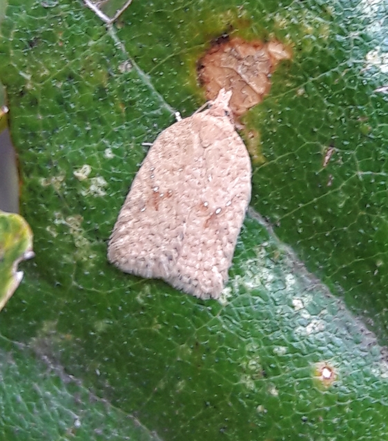 Acleris