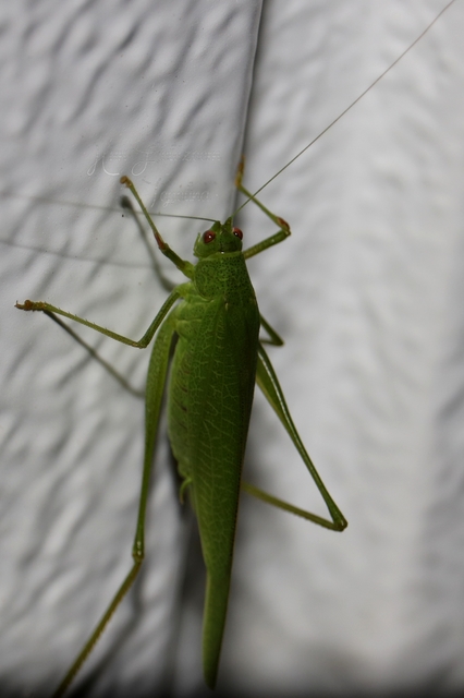 Phaneroptera nana - pontozott repülőszöcske