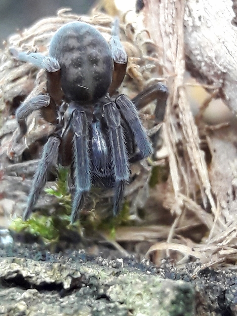 Amaurobius