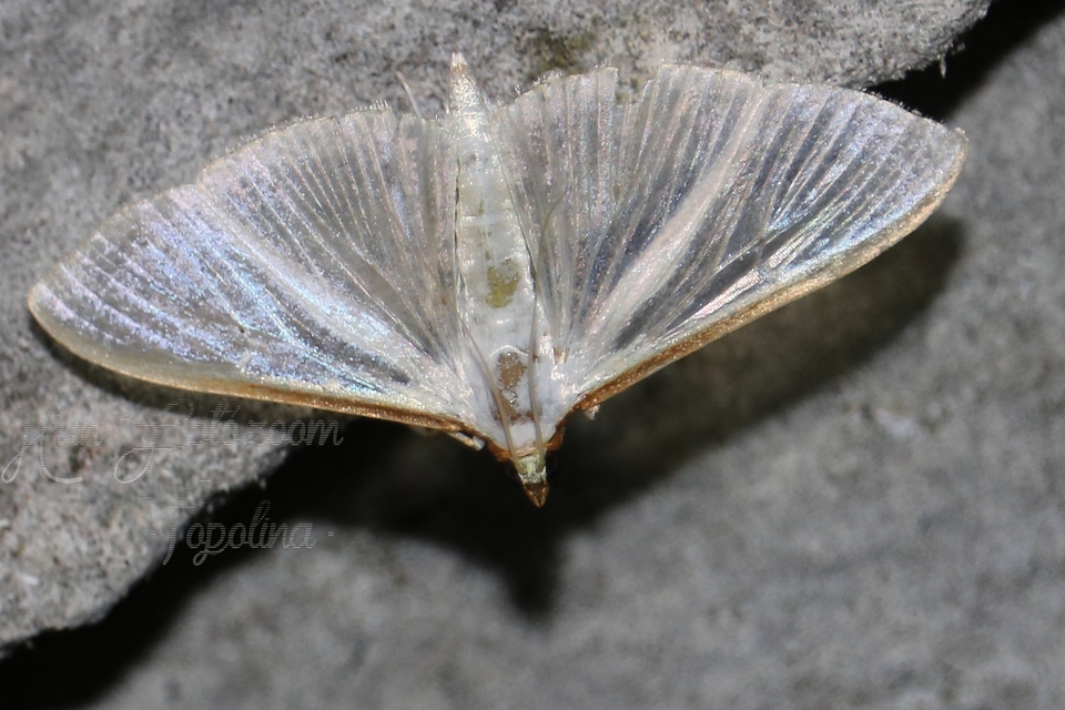 Palpita vitrealis - hófehér tűzmoly