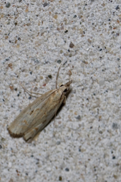 Agriphila tolli - síksági fűgyökérmoly