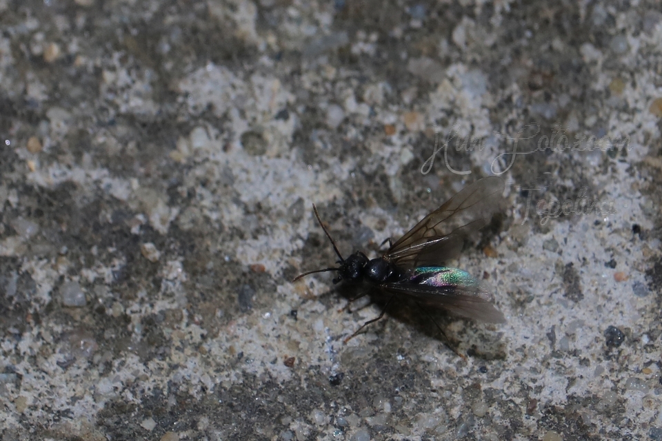 Lasius fuliginosus - kartonépítő fahangya